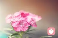 梦想，不是浮躁，而是沉淀和积累，
只有拼出来的美丽，没有等出来的辉煌；
机会，永远是留给最渴望的那个人，
学会与内心深处的你对话，问问自己，
想要怎样的人生，静心学习，耐心沉淀，
送给自己，共勉。配图