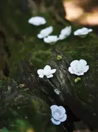 生活，不會因你抱怨而改變；人生，不會因你惆悵而變化。你怨或不怨，生活一樣；你愁或不愁，人生不變。抱怨多了，愁的是自己，惆悵多了，苦的還是自己。你哭，生活不會流淚，你苦，生活不會煩惱。既然如此，何不微笑?既然這樣，何必惆悵?人生在世，快樂是一生，憂愁也一世，何不看開?配圖