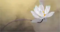 世界上，有兩件事我們不能不做：一是趕路，二是停下來看看自己是否擁有好心態。配圖