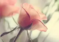 痛苦是財富，荒謬，痛苦就是痛苦，對痛苦的思考才是財富。配圖