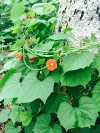 關于改變:很多來訪者做咨詢都有一個期待，急著去改變。這個還真的著急不來，就像心理問題心理障礙，不是一天就形成的，療愈改變也是需要一個過程的。而從療愈的層面來說，你之所以痛苦和煩惱，都是因為太關注問題而又對它充滿評價，你對他投入了太多的注意力。理解它，接納它，面對它改變才開始。配圖