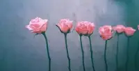 無論什么時候，
無論怎樣的心情。
不必抬頭仰望別人，
自己亦是風景。
因為，愛自己是終身浪漫的開始配圖