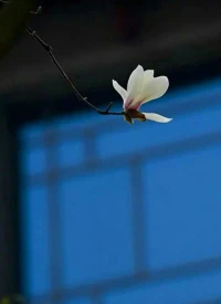 【轉】所謂幸福，就是照顧好這顆心，讓它簡靜如素、善美如初。配圖