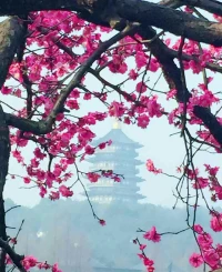 ‘不憤不啟，不悱不發(fā)，舉一隅不以三隅反，則不復(fù)也’，心靈成長，也是一個(gè)自覺覺他的過程，來訪者的憤，咨詢師的啟，就能很輕松的幫助來訪者從困擾中走出來。配圖
