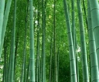 【轉】一個心地干凈、思路清晰、沒有多余情緒和妄念的人，是會帶給人安全感的。因為他不傷人，也不自傷。配圖