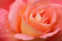 溫柔是低調(diào)的美，
可愛(ài)是自然的美，
閑淑是寧?kù)o的美，
活潑是奔放的美，
端莊是包容的美，
智慧是含蓄的美，
心態(tài)是內(nèi)在的美，
靚麗女人節(jié)，
祝你人美心美生活更美！配圖