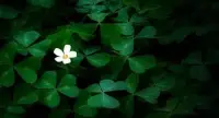 人生一世，草木一秋。《莊子·知北游》中說：“人生天地之間，若白駒之過隙，忽然而已。”常念著死，可更好的生。知道繁華不久，便能活于當(dāng)下。當(dāng)下長是自在。菩薩、妖精，總是一念。心生，種種魔生；心滅，種種魔滅。地獄天堂，其實(shí)只看你想。～再讀西游有感配圖