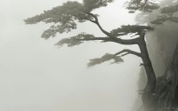 儲安平在《英國風采錄》中說：“英國人以為一個真正的貴族紳士是一個真正高貴的人，正直、不偏私、不畏難、甚至能為了他人而犧牲自己，他不僅僅是一個有榮譽的、而且是一個有良知的人。”
         高貴是大庇天下寒士俱歡顏的豪氣與悲憫之懷，高貴是位卑未敢忘憂國的壯志與擔當之志 。配圖
