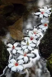 心藝晨語：心事放兩旁，平靜占心間。意興闌珊的時候，日子過得像一首遠方的詩，只聞花香，不談悲喜。讓思緒放飛，花香盈袖，詩意滿懷。一顆奔放靈魂向往簡單快樂的生活狀態。趁陽光真好，趁微風不燥，享受純凈的幸福，只要此刻是美好的，心存善念多行義舉，內心強大何懼未來的風雨。早安親們！配圖
