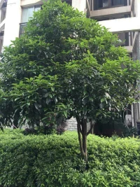 下午咨詢了一個(gè)外地來(lái)的學(xué)生，和孩子的父母談的很好！我們既要給孩子提供一個(gè)良好的生活學(xué)習(xí)環(huán)境，為他們遮風(fēng)擋雨，保護(hù)他們不受侵害，更要懂得孩子的教育方法，讓他們形成良好的行為習(xí)慣和健全的人格特質(zhì)，這樣他們才能在今后的人生道路上走的順利，過(guò)的幸福！配圖