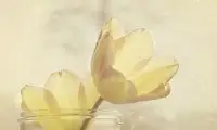 常言道人善之首，即是心口如一。这话正是告诫众人：口中所言皆应出自肺腑，语出之理也当极尽恪守。配图