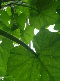 幸福不會遺漏任何人，遲早有一天它會找到你。抱怨少了，自然幸福就多了。不說人短，不思人過，不念人惡，不揚人錯。希求別人理解自己，那么也要學會擔待別人。人生之苦，在得失間。心胸寬廣之人，拿得起，放得下，無意于得失，自然坐懷不亂。心靜了，才有閑心品味出已有的幸福。配圖