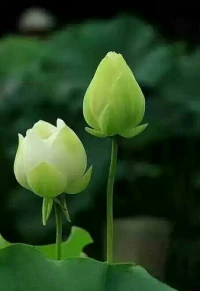 担忧，抱怨，埋怨，比较四不宜，
乐观，自省，放下，自信来调剂，
自省放下四不宜，
乐观自信四调剂；
人生幸福不幸福，
重在心态在自己！配图