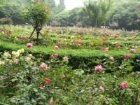 小花園，flower graden，各種顏色，紅的，粉的黃的，白的，因為下雨，很多花都開敗了，可是依然有淡淡的清香。配圖