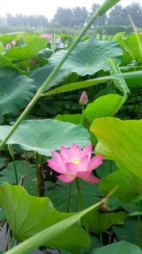 早分享。 我接納自己內在小孩委屈時的哭泣，失意時的牢騷，分離時的焦慮。然后專注當下最重要的事情，專注當下好的生命狀態(tài)。重復這一良性循環(huán)。無論結果，好的生命狀態(tài)本身就是真正的財富。配圖