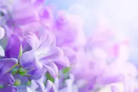 人，總是很難改正自己的缺點，人，也總是很難發(fā)現(xiàn)自己的錯誤，有時，明知錯了，卻欲罷不能，一錯再錯，把握正確的方向，堅守自己的原則，世界上的誘惑很多，天上永遠不會掉餡餅，不要因為貪圖一時的快樂而付出慘痛的代價，如果發(fā)現(xiàn)錯了，一定要止步。配圖