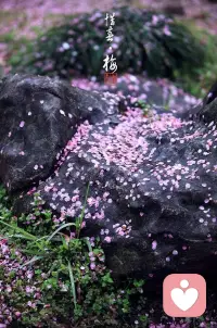 心從哪里走過，花朵就在哪里綻放。快樂的秘密在于：珍惜你此刻所擁有的，遺忘你所沒有的。心若看開，風輕云淡；心若執拗，苦的不僅是當下，還有未來。花開自有花落時，人生最大的障礙，不是困難，而是自己的內心。只有放下過去，才能成全現在；只有放下牽絆，才能圓夢明天。配圖