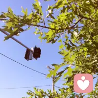 一只站在樹上的鳥兒，從來不會害怕樹枝折斷，因為它相信的不是樹枝，而是它自己的翅膀……配圖