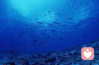 一天早晨，老魚對小魚說：“今天的水真好！”	小魚問道：“水是什么？”		有時，我們只是顧著追求一些可有可無的東西，卻忽視了身邊對我們來說必不可少的事物。配圖