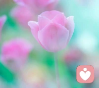 世界没有唯一的真相，因为我们能看到的只能是真相的一部分。我们可以做到更接近真理，但无法成为真理，如果我们认为自己就是真理，那么我们的这种认为的本身就是偏离真理的。配图