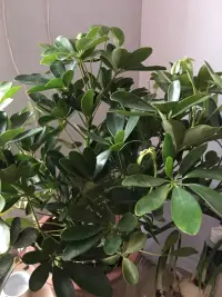 一個真正強大的人，不會把太多心思花在取悅和親附別人上面。所謂圈子、資源，都只是衍生品。最重要的是提高自己的內功。只有自己修煉好了，才會有別人來親附。自己是梧桐，鳳凰才會來棲；自己是大海，百川才來匯聚，花香自有蝶飛來。你只有到了那個層次，才會有相應的圈子，而不是倒過來。沒有人陪你走一輩子，所以你要樂在其中；沒有人會幫你一輩子，所以你要建立強大的自我。每一天都好好努力，正向提升。配圖