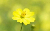 【秋心心語】:	曾經(jīng)有一個(gè)人為了得到美麗的蝶，追逐奔跑很久氣喘吁吁抓到幾只，蝴蝶在網(wǎng)里恐懼掙扎，一有機(jī)會(huì)蝴蝶就會(huì)飛走。這叫	“	追求	”;另一個(gè)人也很喜歡蝴蝶，他買來幾盆鮮花放在窗臺(tái)，靜靜地坐在沙發(fā)上品著香茗，望著蝴蝶翩翩飛來，這叫“吸引”。人生需要前行，無需刻意！配圖