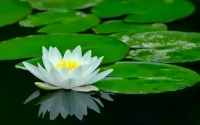 【秋心心語】:	一片葉，落在哪里都是歸宿;一朵花，開在哪里都是芳香;一個人，走到哪里都是生命。隨緣便是自在，心安即是歸處。
生命歷程中我們會覺察到昨天越來越多，明天越來越少，走過的路長了，遇見的人多了，不經意間發(fā)現(xiàn)，人生最曼妙的風景，是內心的淡定與從容。早上好！配圖