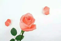 【秋心心語】:		幸福的理解有千萬種，每人的詮釋也不同，人生最大的幸福就是可以做自己。
							相信自己，跟隨自己的心靈和直覺，不盲從信條，不盲目攀比，知足就是最大的幸福。讓自己生活的更加真實自然，擁有了簡單，就會提高幸福指數。配圖