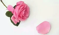 【轉】【秋心心語】:		冰心說：“人的一生應該像一朵花，不論男人和女人。花有色、香、味，人有才、情、趣。三者缺一不可。”
是的，只要我們心里有花香，有詩情，有暖陽，那么，吃粗茶淡飯也感覺香甜，穿棉麻布衫也感覺時尚，過清簡的日子也別有一番知足。配圖