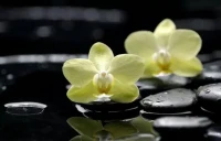 【轉】?【秋心心語】:		人生多風雨，道路總崎嶇。面對生活，我們常常低首蹙眉，郁郁寡歡。其實，人活著就是一種修行，只要披一肩花香，沐一身陽光，攜一縷詩意，便能一路踏歌，悠然而行。心若陽光，即便累著也是快樂的！
?
?配圖