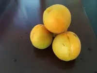 不錯嗎？往往可能有錯。我們會常常聽到這樣的說法：這，看上去不錯；聽上去不錯；味道不錯；氣味不錯；感覺不錯。從心理現象說，人的諸多意識源自于視、聽、味、嗅、觸覺的感覺系統，尤其是當我們回首往事、憶及故人、想起舊情，幾人不被這五感牽動？然而，心理學的研究表明，感覺的世界有時是會出錯的，需要我們辨析，往往出現心理障礙可能恰好是我們的感覺系統或感覺記憶出了問題……配圖