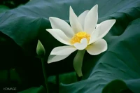 【秋心心語】:人生有三樣東西最美——
相攜走過的溫暖
溫良如水的回憶
前方等你的美景。
人生春秋來去，山高水長，我們終日都在努力都在奔赴，光陰中的每一步都成為經歷和領悟，正是那些原以為過不來的千山萬水，成就了今天的修行。相信自己，你就會擁有不一樣的感受，成為不一樣的自己！配圖