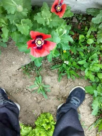這是什么花！這花美麗漂亮嗎？它的果實也實用漂亮嗎？配圖