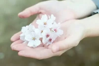 【秋心心語】:		情感關系鏈接中，“我”再稀罕“你”、再愛“你”，若“你”不珍惜“我”、不理“我”，痛的只有自己內心。愛不是一個人的付出，只有相互珍惜，才值得擁有！配圖
