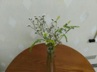 一曰花香
一曰心香
日日好日
心安
香自溢配圖