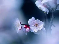 【秋心心語】:		當感到自己的人生充滿沉重的疲憊感時，不妨想想這句話:	“如果有一天我們淹沒在人群中，庸碌一生，那一定是因為我們沒有努力活得豐盛。”
花若盛開，蝶自飛來;你若精彩，老天自有安排。每個人都是自己人生的唯一主角，只要不放棄努力，人生終將擁有如花般的美麗綻放！配圖