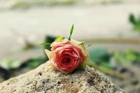 死亡是神圣的，沒有好好愛過生命，死亡也不可能是終極的解脫。配圖