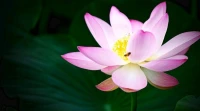 【歡心語】如同一顆種子的成長需要陽光和水一樣，人類生命之花的綻放，既需要物質營養保障基本生命力，更需要被無條件接納，被重視，被肯定贊美和認同等心理營養。配圖