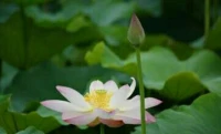 【轉】【秋心心語】:		有人得一紫砂壺，視為寶貝，每夜都放床頭。一次睡著時無意間失手將壺蓋打翻到地上，驚醒后，懊悔生氣不已:壺蓋沒了，留壺身何用？于是抓起壺扔到窗外。
天明，發現壺蓋掉在棉鞋上，無損，氣不過，一腳把壺蓋踩得粉碎。出門，見昨晚扔出窗外的茶壺，完好掛在樹枝上……配圖