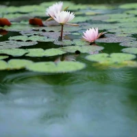 【秋心心語】:	生活中有些事情不要急于去表明自己態(tài)度，或許你看到的只是表面，最好:等一等，看一看，緩一緩！
也許很多事情真的并不是你以為的那樣，沖動(dòng)是魔鬼！學(xué)會(huì)冷靜是份尊重，也是一種大智慧。配圖
