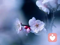 【轉(zhuǎn)】【秋心心語】:不必去為明天而憂慮，愁緒只會讓紅顏蒼老，開心才是生活的最佳選擇。坎坎坷坷風(fēng)雨行，曲曲折折紅塵路，都是人生中必須要經(jīng)歷的，如果人生都是陽光燦爛，沒有風(fēng)雨，就不會看到雨后彩虹的美麗。風(fēng)雨人生，才會讓我們懂得生命的厚重和人生的意義。配圖