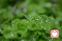 【轉】【秋心心語]:	人生在世，有時候，我們會覺得生活得好累，明明已經很努力，但就是得不到回報。
有時候，陷入迷茫和困境中，屈辱與挫折接連而至，越是掙扎越看不到希望，灰暗得讓人失去前進的動力。
有時候，明明勝利在望，卻被命運開了個玩笑，所有的努力付之東流。配圖