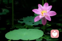 很久以來我們都生活在云霧里，卻忘了天空的存在，而天空一直存在。學習只是為了清理我們自身上的云霧，讓澄明的心空顯露出來。配圖