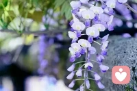 【轉(zhuǎn)】[秋心心語]：命運(yùn)的玄妙就在于：人生這條路走下去，你永遠(yuǎn)都不會知道下一秒下一個路口，會面臨什么。
無論是日麗晴好，還是狂風(fēng)大作，你始終都要相信，風(fēng)雨過后的天空會更加明凈更加燦爛。早安！配圖