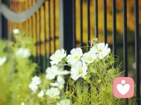 【轉】【秋心心語】:心里有陽光，雨天也是一種浪漫；心里下著雨，晴天也是一種遭罪。人生快樂不快樂看心情，心情好不好看心態。早安！配圖