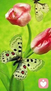 【轉】【秋心心語】:父親很好奇，就去查看沒被修剪的草坪，發現那塊地的中間有一個窩，窩里蹲著一只大蛤蟆。女孩心很軟，沒有讓割草機碾過去。
當你能聆聽自己內心的聲音，溫柔以待這個世界，尊重一切，就是尊重自己，這才是真正為自己而活。配圖