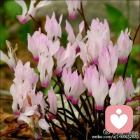 愛(ài)情中所產(chǎn)生的矛盾和痛苦，究其實(shí)質(zhì)是我們內(nèi)心深處對(duì)愛(ài)的抵觸所導(dǎo)致。配圖