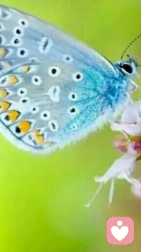 【轉(zhuǎn)】【秋心心語】:幸福就像是一只蝴蝶，當(dāng)你追逐它時，它是難以到手的。但是，當(dāng)你安靜地坐下時，它卻可能降落到你身上。凡事無需刻意而為之，只需隨心隨性就好。早安！配圖