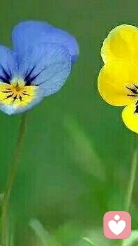 【轉(zhuǎn)】【秋心心語】:一位父親送給他13歲兒子的生日禮物是一只小狗，父子兩人一直悉心照顧著這只小狗。幾年后，孩子的父親因病離開了人世，家人參加完葬禮回來發(fā)現(xiàn)小狗失蹤了。找了很久都找不到,直到后來,卻發(fā)現(xiàn)它一直守護(hù)在主人的墓地。
	沒人知道它是怎么找到墓地的，并且一守就是六年。配圖