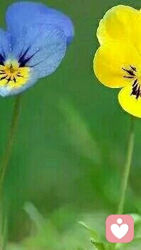 【轉】【秋心心語】:有些事，不管我們愿不愿意，都要發生；有些人，不論喜不喜歡，都要面對。
人生中遇到的所有事和人，都不是以我們的意志為轉移。愿意也好，不喜歡也罷，該來的會來，該到的會到，沒有選擇，無法逃避。
我們能做的就是，面對、接受，處理、放下。調整好自己內心，用善良、愛心感染生活！配圖